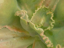 Aeonium arboreum atropurpureum 'Zwartkop'
