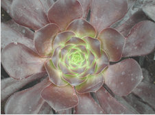 Aeonium arboreum atropurpureum 'Zwartkop'