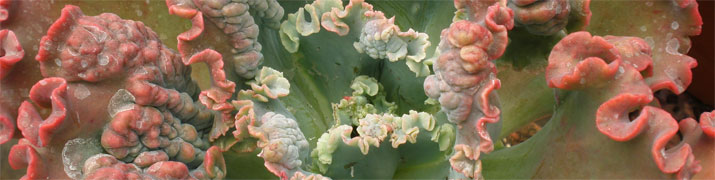 Cactus en provence producteur horticulteur