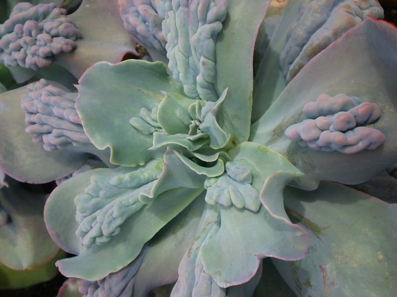 Echeveria hybride 'Paul Bunyan'