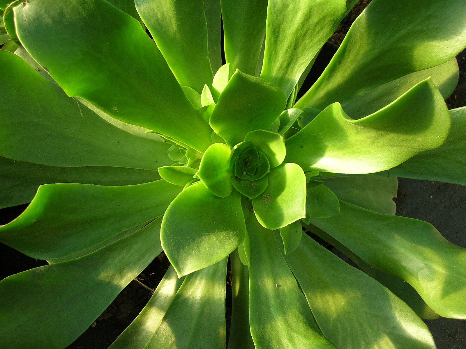 Vente plante et cactus magasin pour particulier